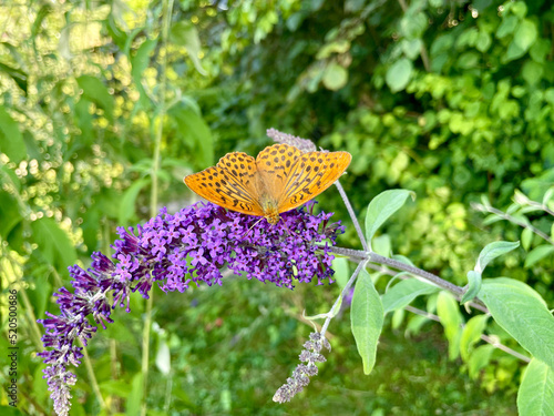 Perlmuttfalter Schmetterling