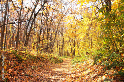 Calm fall season. Beautiful landscape with road in autumn forest. Maples and oaks trees with yellow and orange leaves