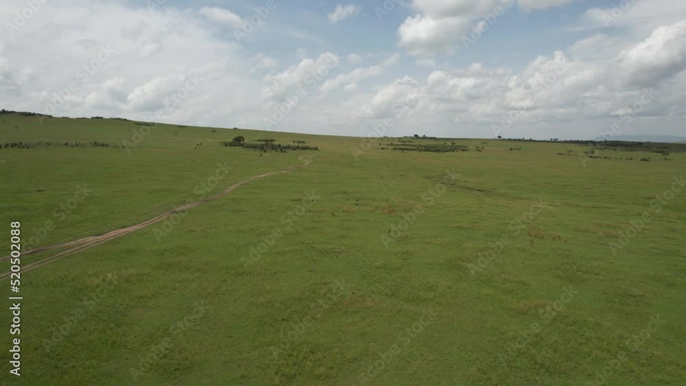 Discovering antelopes in Maasai Mara endless plain, Kenya Discovering antelopes in Maasai Mara endless plain, Kenya