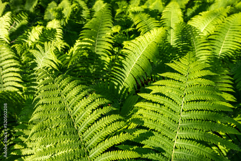 green fern large