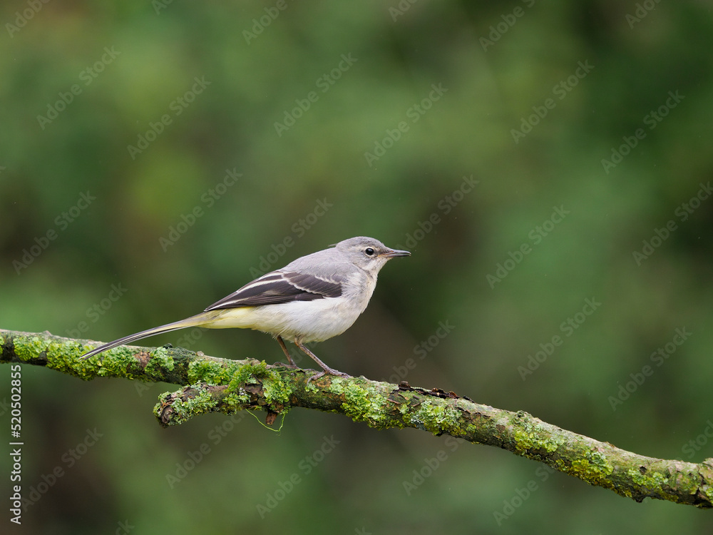 Obraz premium Grey wagtail, Motacilla cinerea,