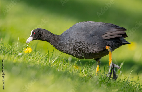Eurasian coot - adult bird in spring
