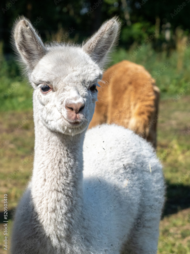 Obraz premium Alpaka