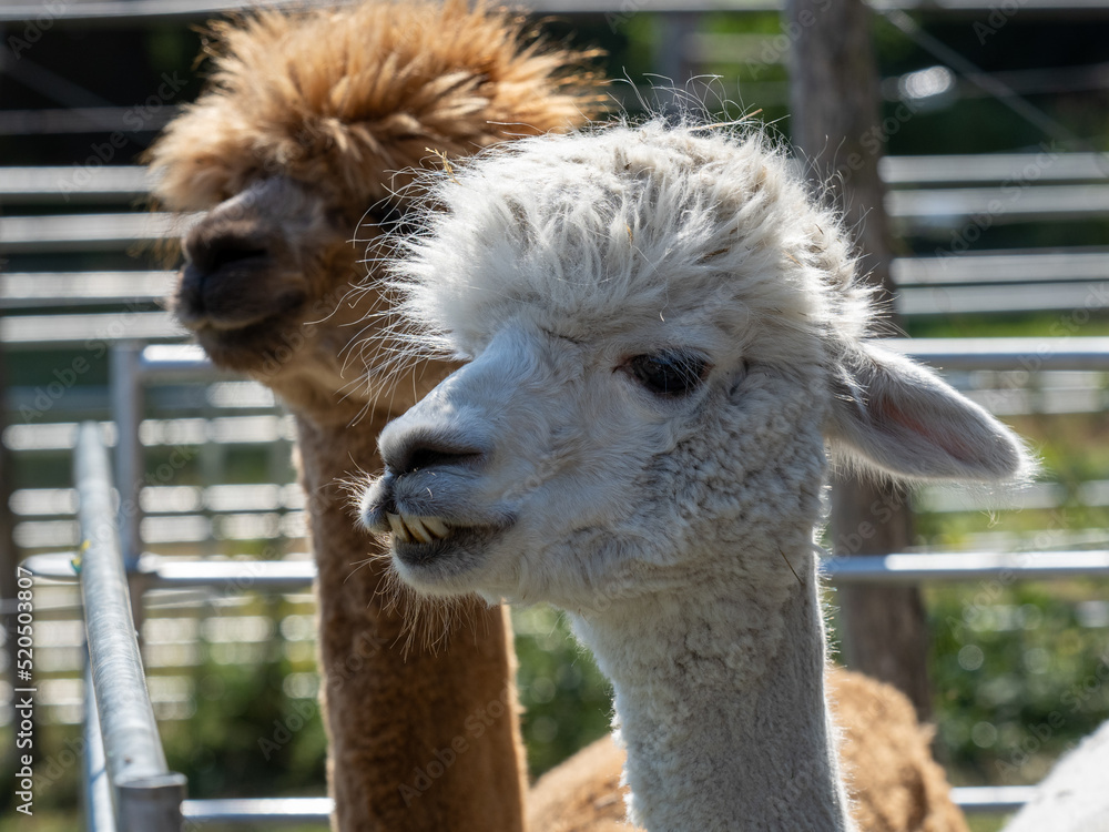 Obraz premium Alpaka