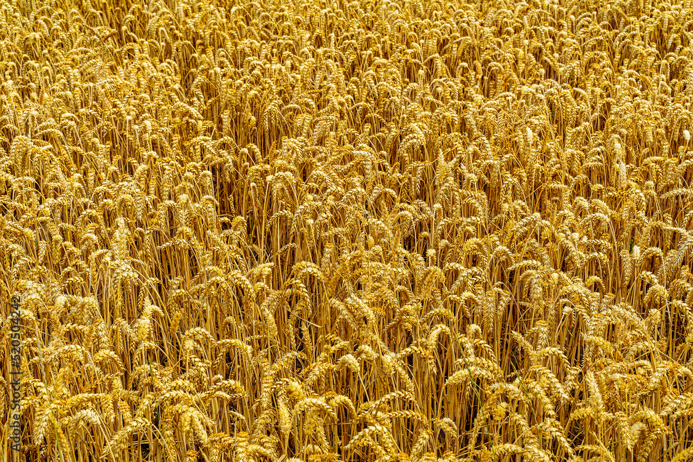 Grain Grain