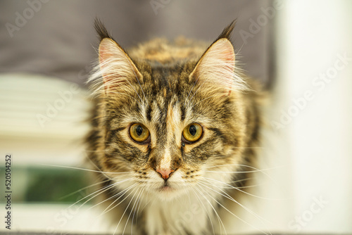 Wallpaper Mural Cat Maine Coon Torontodigital.ca