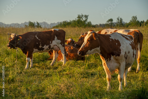 Cows grazing in a meadow against a backdrop of mountains during sunset