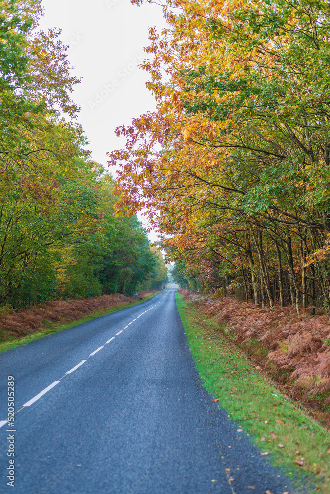 Obraz premium road in autumn forest