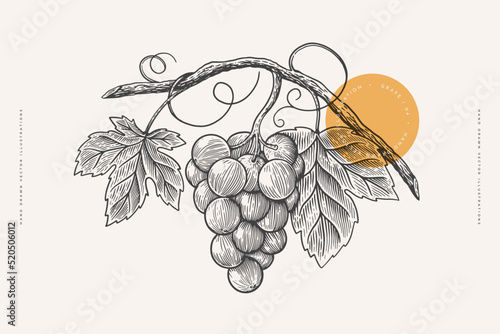 Fotografia Bunch of grapes with a leafs in the style of an antique engraving