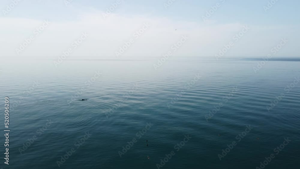 Aerial view of the dolphins slowly swimming in crystal clear calm turquoise waters. Group of endemic marine mammals migrating along coastline as seen from above. Aerial view of the dolphins slowly swimming in crystal clear calm turquoise waters. Group of endemic marine mammals migrating along coastline as seen from above.