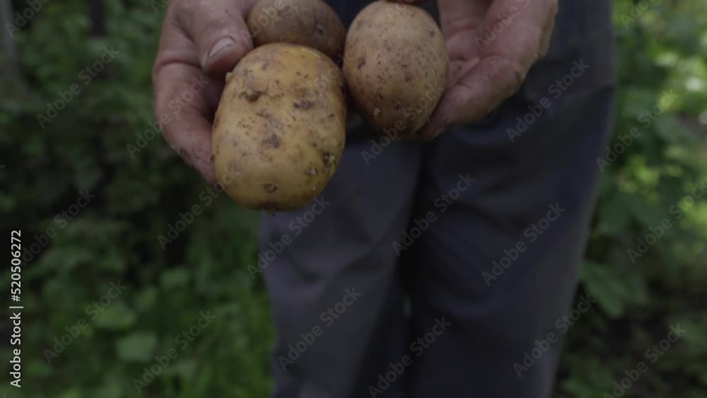 Potato tubers in hands of farm worker against backdrop of garden Potato tubers in hands of farm worker against backdrop of garden