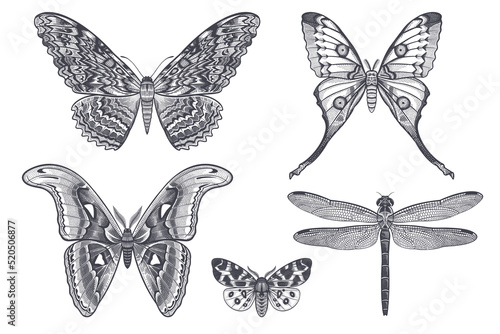 Black and white Night Butterflies and Dragonfly set. Vintage