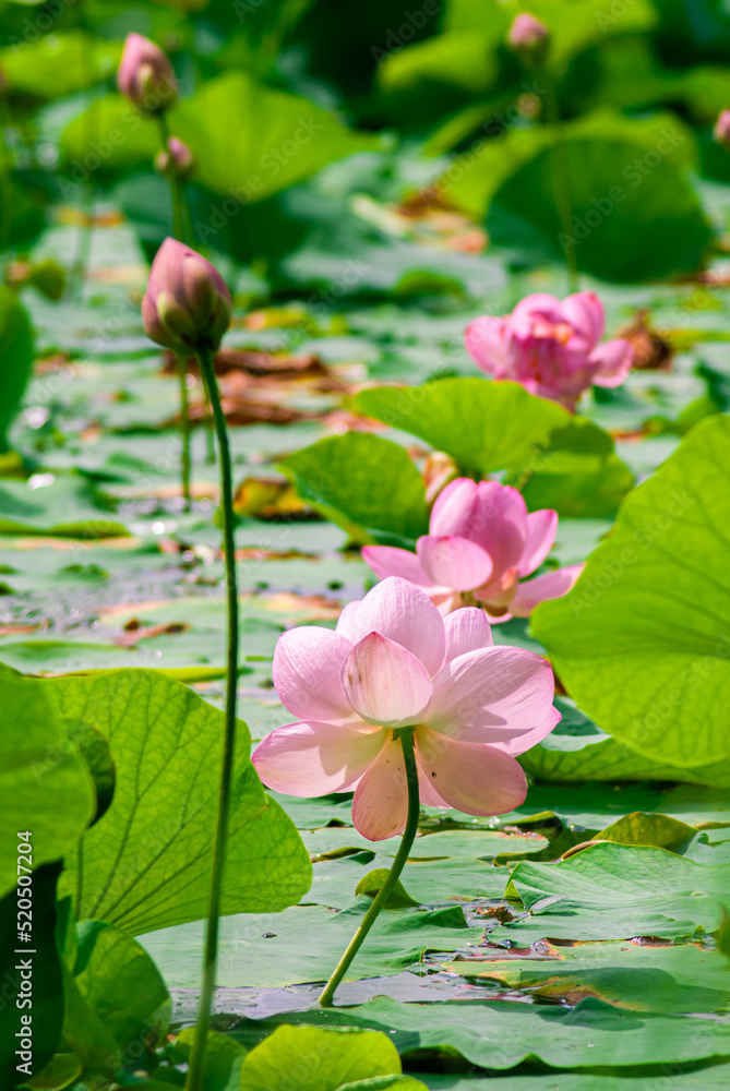 Selective focus. Beautiful lotus flowers.
Selective focus. Beautiful lotus flowers.