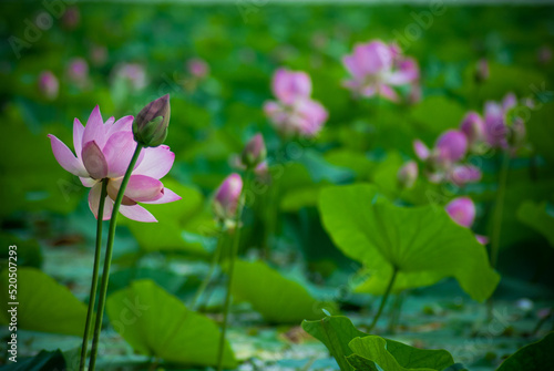 Selective focus. Beautiful lotus flowers. Exotic.