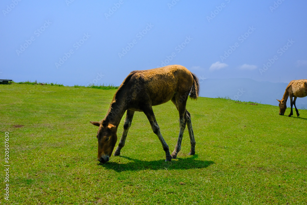 Naklejka premium A wild foal of Cape-Toi eating grass.