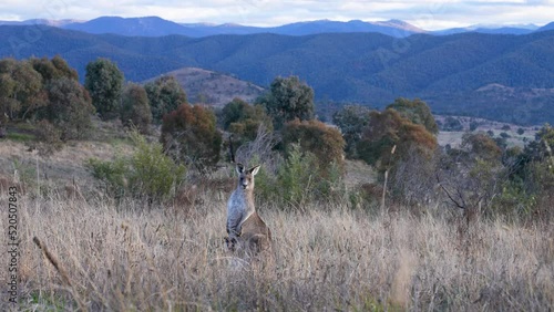 Kangaroo and joey in grass with Tidbinbilla Nature Reserve in background, near Canberra, Australia photo