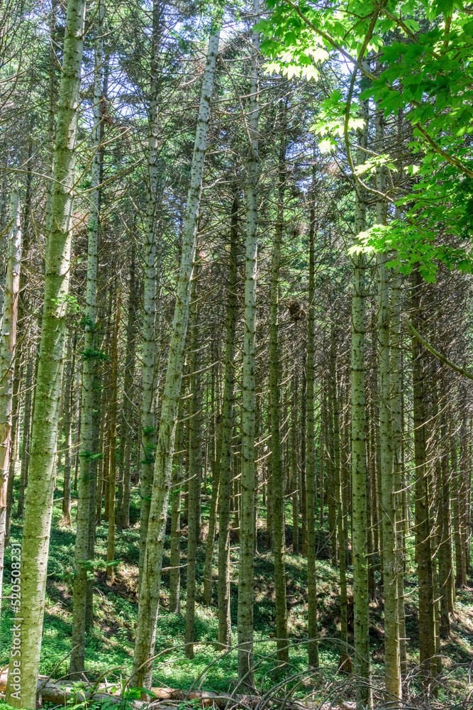 Obraz premium 北海道 洞爺湖 中島を散策