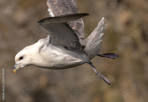 Fulmar