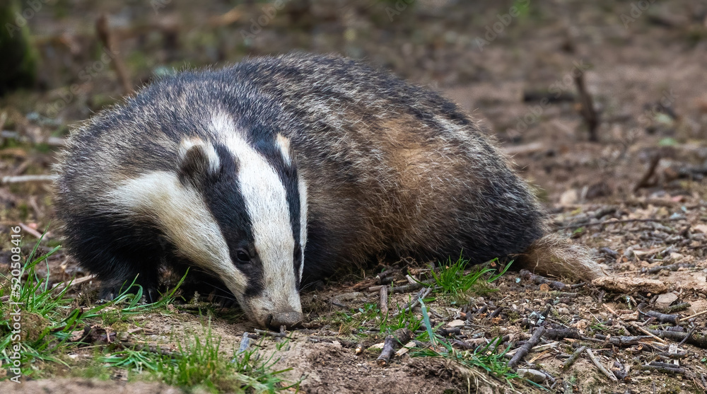 European Badger European Badger