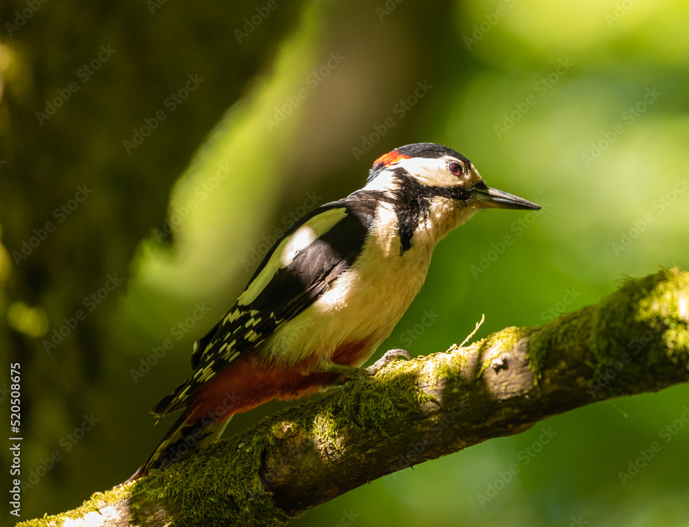 Obraz premium Great Spotted Woodpecker (GSW)