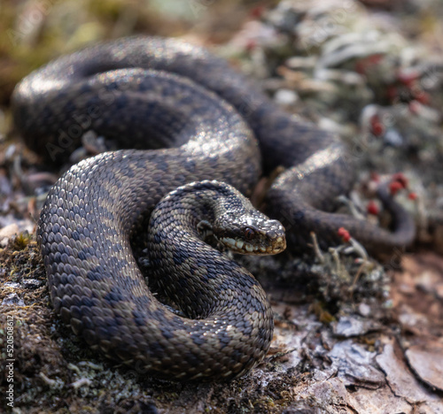 Common Adder