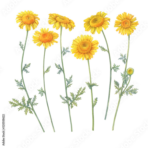 Set of the summer field golden dyer s chamomile flower  yellow cota  Paris daisy  Anthemis tinctoria . Watercolor hand drawn painting illustration  isolated on white background.