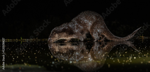 Otter in night-time hide