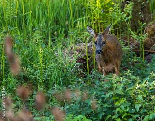 Fototapeta Naklejka Na Ścianę i Meble -  Roe Deer in the woods