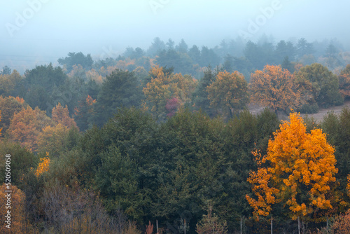Autumn foggy forest, Bulgaria