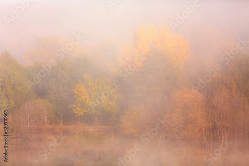 Autumn foggy forest, Bulgaria