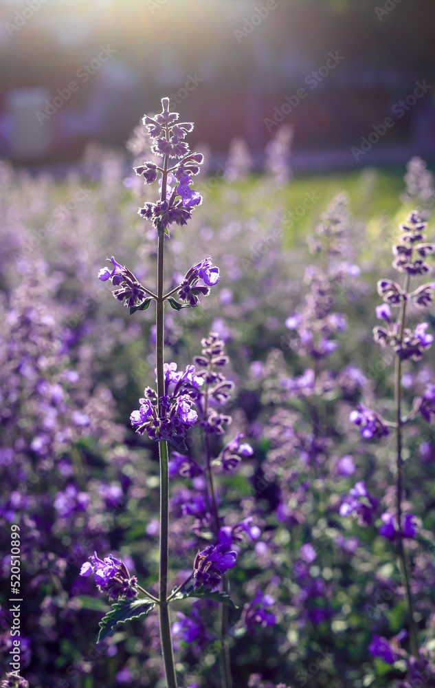 Naklejka premium Purple catnip on a blurred background in Poland