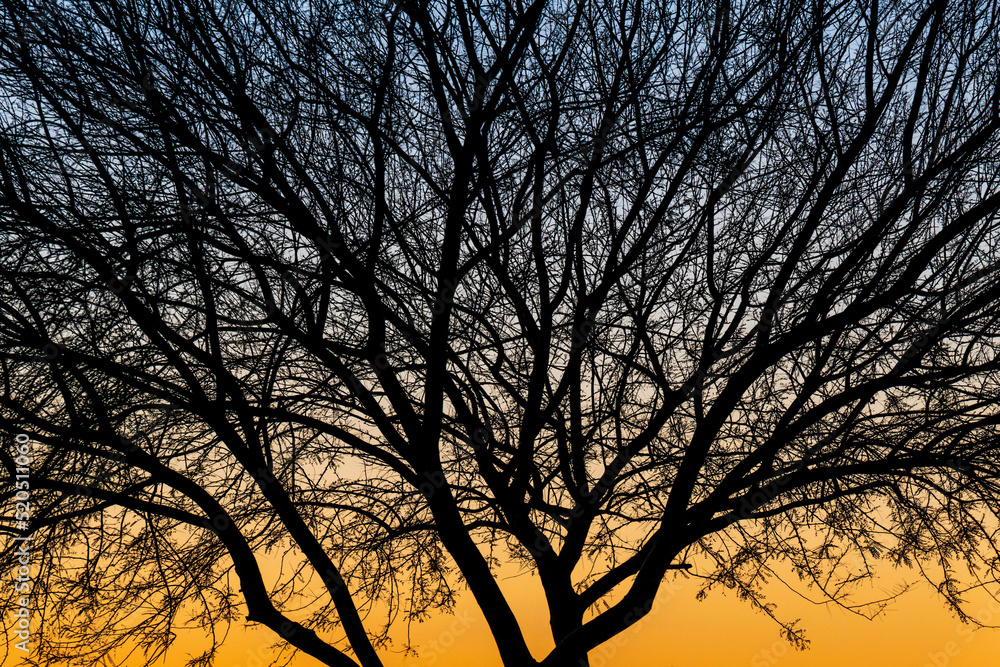 A silhouette view of nature in Tucson, Arizona A silhouette view of nature in Tucson, Arizona