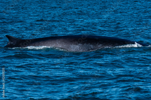 A large Grey Whale in Puerto Penasco, Mexico