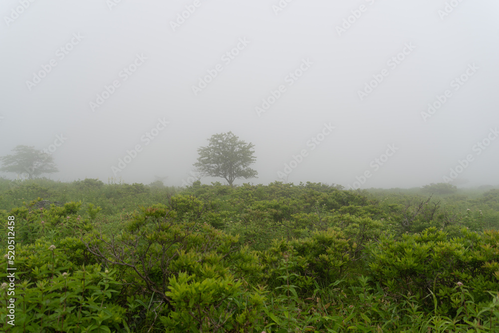Fototapeta premium 霧に包まれる 霧ヶ峰高原