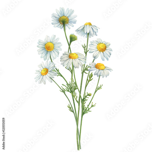 Bouquet with white chamomile flowers  Matricaria chamomilla  kamilla  scented mayweed  whig plant  mother s daisy .  Watercolor hand drawn painting illustration  isolated on white background.