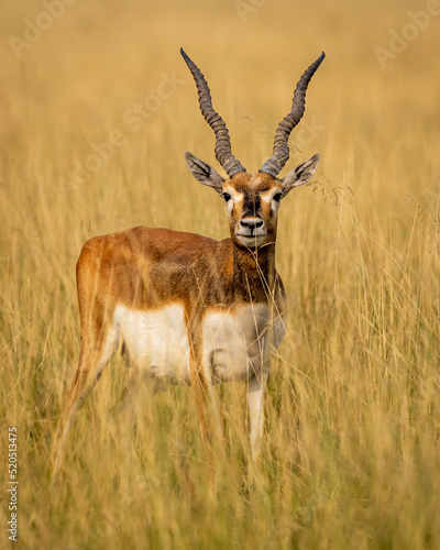 wild male blackbuck or antilope cervicapra or indian antelope head on with long horns portrait in natural grassland at Blackbuck National Park Velavadar bhavnagar gujrat india asia