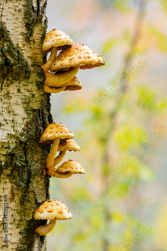Pholiota aurivella mushrooms on a birch tree in the autumn forest.