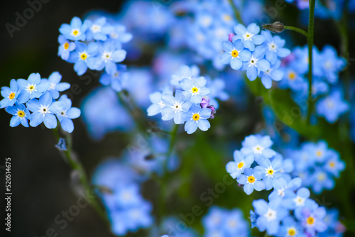 A closeup of blue forget-me-not flowers in nature.