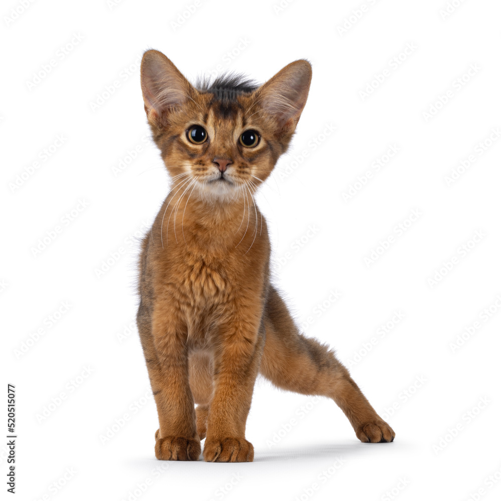 Cute ruddy Somali cat kitten, standing facing front. Looking towards camera. Isolated on a white background.