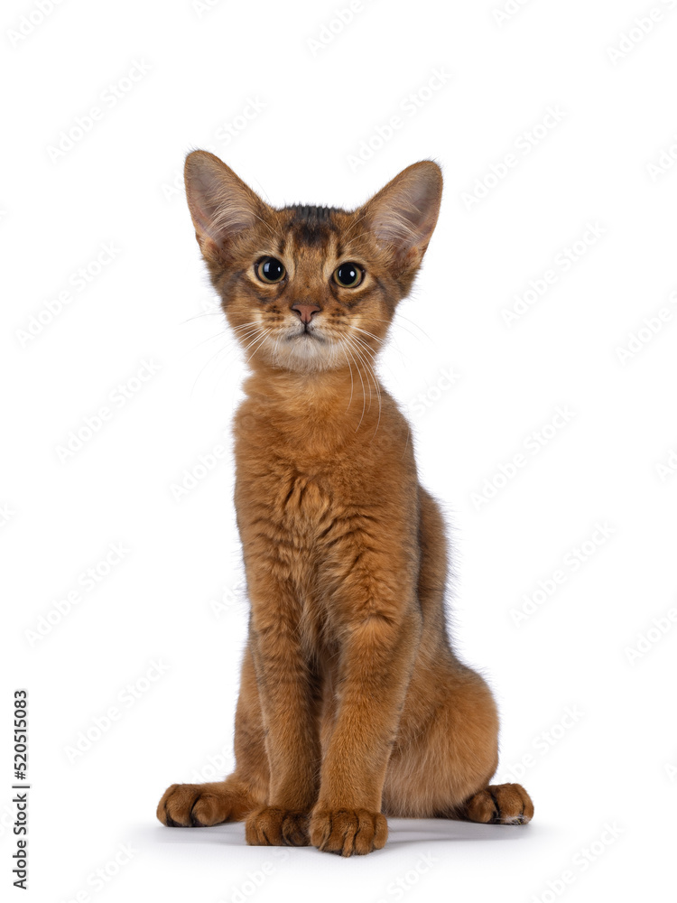 Cute ruddy Somali cat kitten, sitting up facing front. Looking towards camera. Isolated on a white background.
