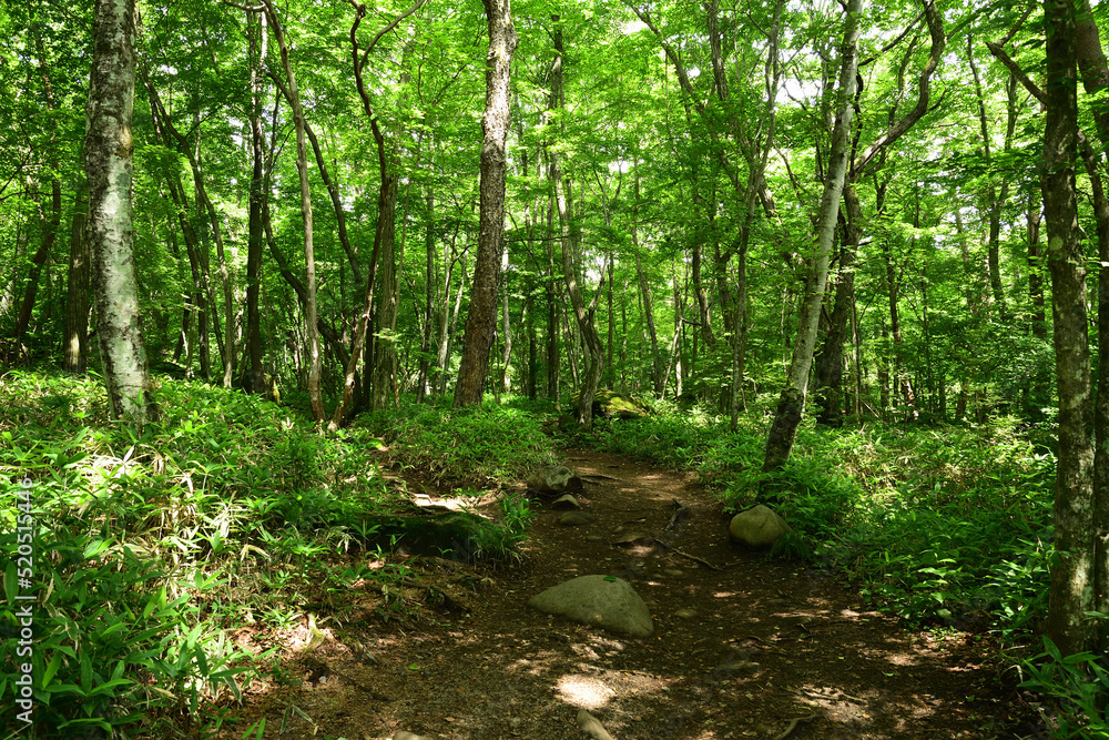 Hiking trail in natural sunny green forest. Hiking trail in natural sunny green forest.
