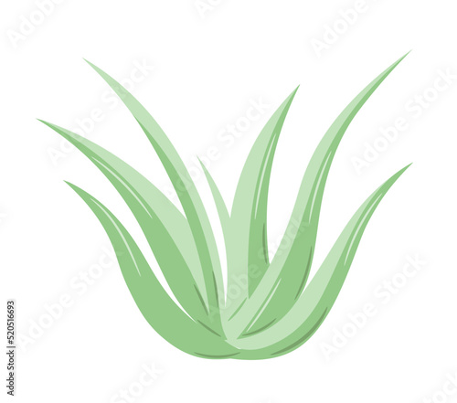 Colorful handmade aloe bush. Aloe vera plant drawing in doodle style. Isolated vector illustration.