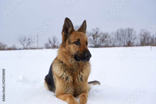 German Shepherd dog lying in the snow. German Shepherd Dog in winter. Dog performs the commands of the owner. © Trik