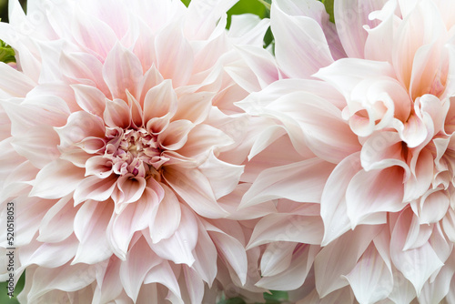 A pair of tender cream light rose dahlia cafe au lait close up, macro in the dutch garden