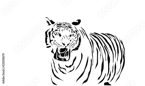 Monochrome color Roaring tiger stands in the isolated white background vector © Massaget
