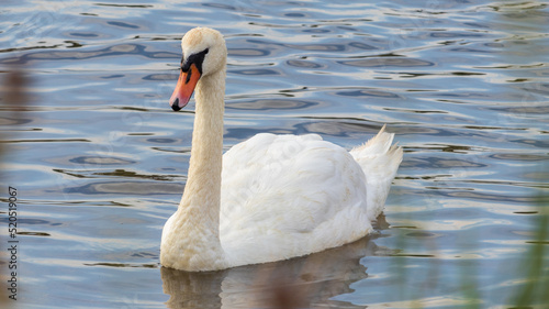 Swan on the River
