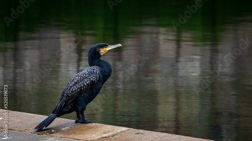 Cormorant Fishing