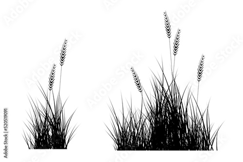 reeds grass. grass silhouette