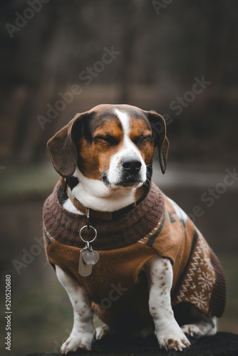 beagle dog portrait