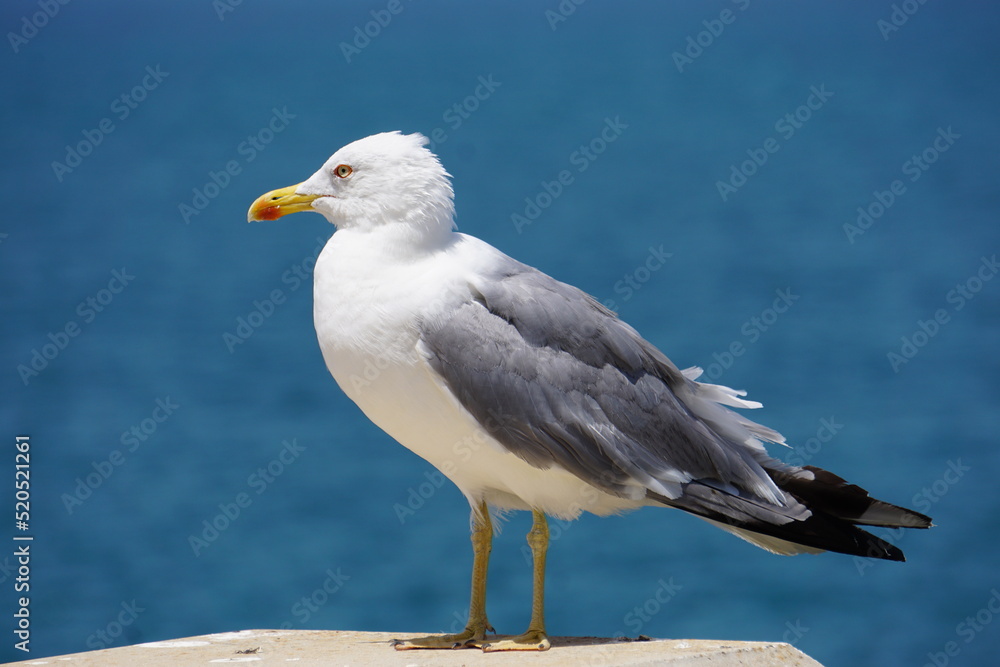 Little black-backed gull